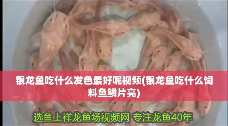銀龍魚吃什么發色最好呢視頻(銀龍魚吃什么飼料魚鱗片亮)