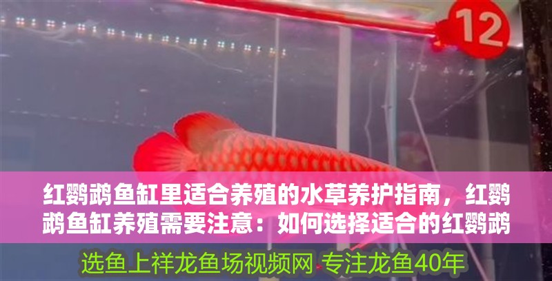 紅鸚鵡魚缸里適合養殖的水草養護指南，紅鸚鵡魚缸養殖需要注意：如何選擇適合的紅鸚鵡魚的水草