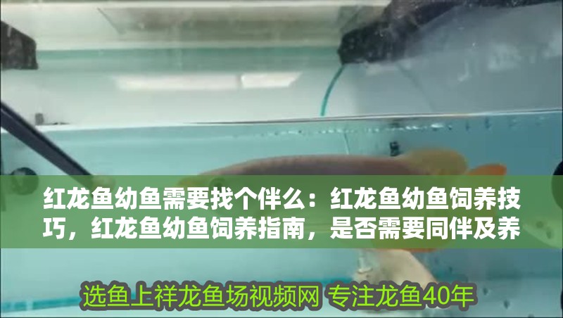 紅龍魚幼魚需要找個伴么：紅龍魚幼魚飼養(yǎng)技巧，紅龍魚幼魚飼養(yǎng)指南，是否需要同伴及養(yǎng)護(hù)要點解析