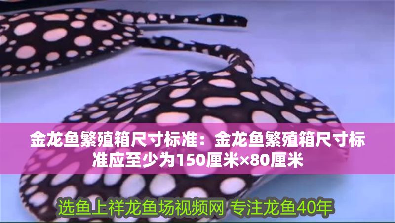 金龍魚繁殖箱尺寸標準：金龍魚繁殖箱尺寸標準應至少為150厘米×80厘米