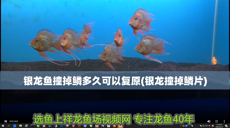 銀龍魚撞掉鱗多久可以復原(銀龍撞掉鱗片)