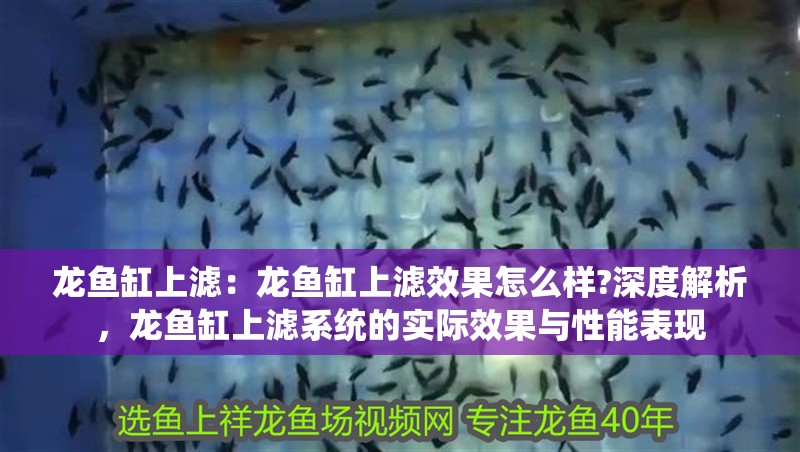 龍魚缸上濾：龍魚缸上濾效果怎么樣?深度解析，龍魚缸上濾系統的實際效果與性能表現