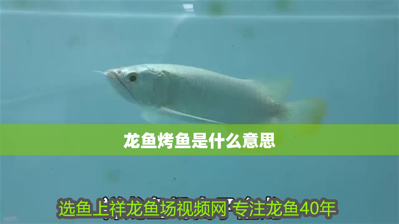龍魚烤魚是什么意思