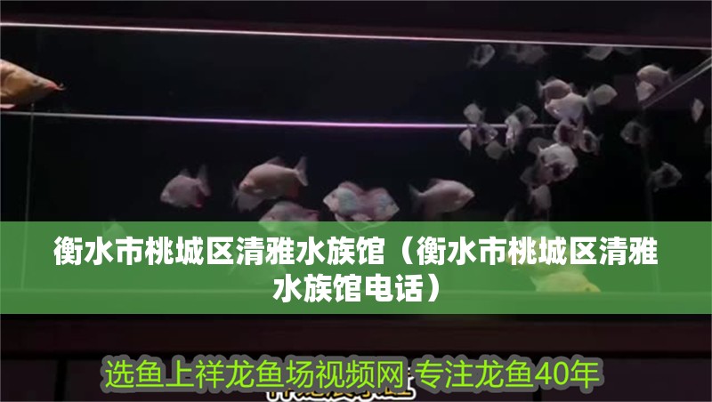 衡水市桃城區清雅水族館（衡水市桃城區清雅水族館電話）