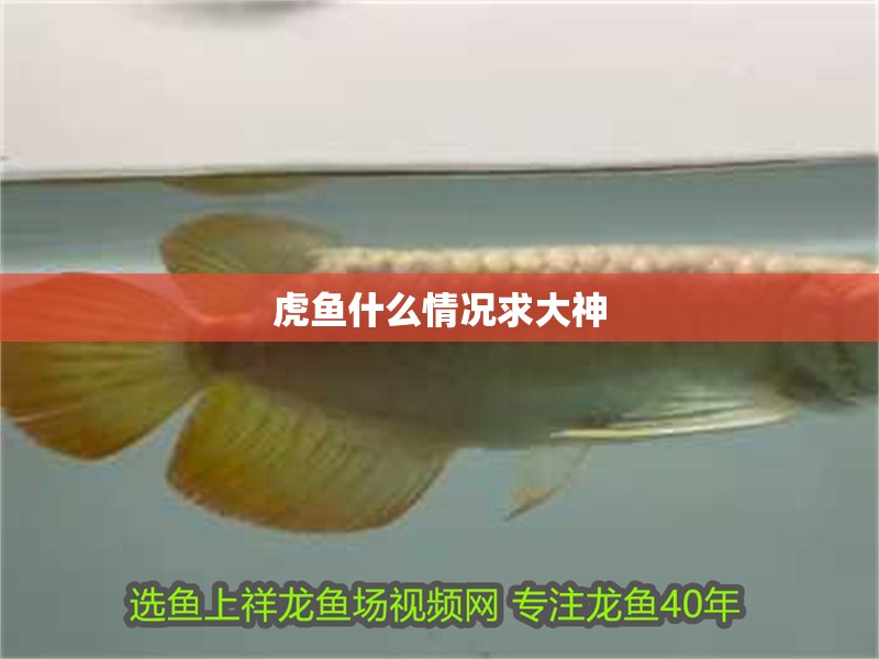 虎魚什么情況求大神