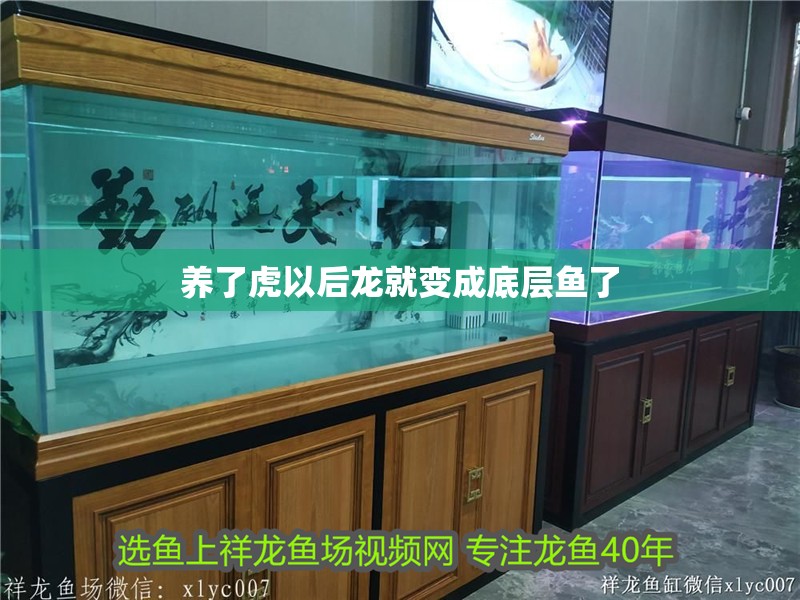 養了虎以后龍就變成底層魚了