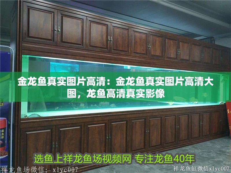 金龍魚真實圖片高清：金龍魚真實圖片高清大圖，龍魚高清真實影像 金龍魚真實圖片高清：金龍魚真實圖片高清大圖，龍魚高清真實影像 水族問答