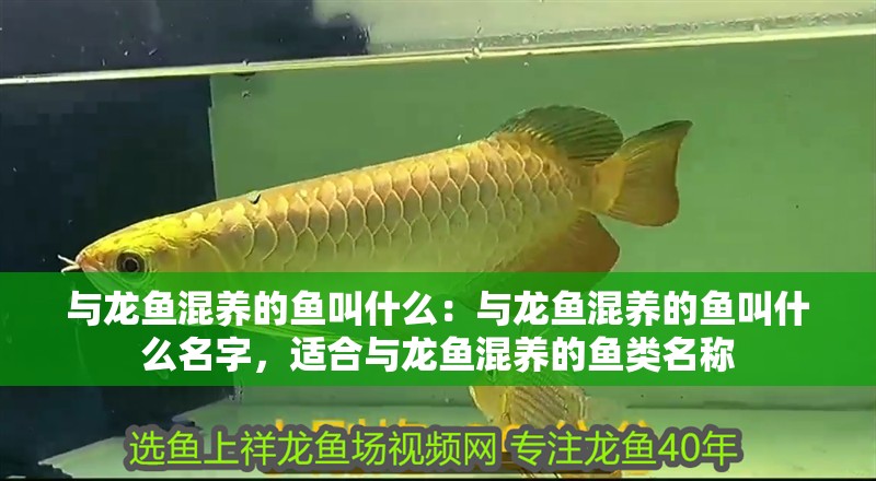 與龍魚混養的魚叫什么：與龍魚混養的魚叫什么名字，適合與龍魚混養的魚類名稱