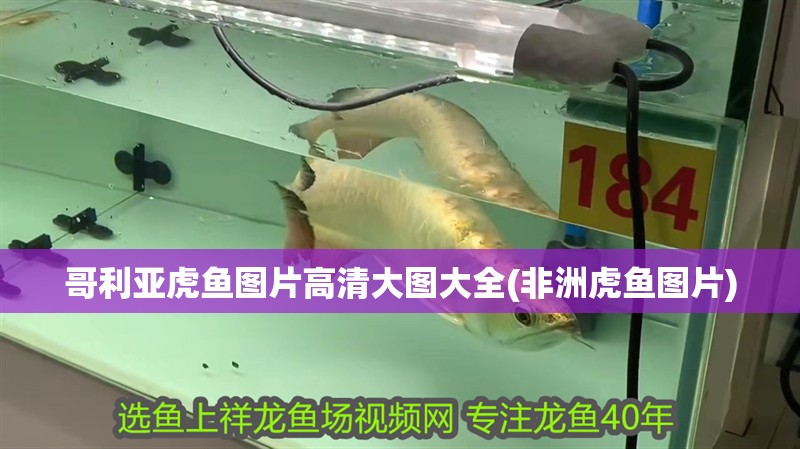 哥利亞虎魚圖片高清大圖大全(非洲虎魚圖片) 哥利亞虎魚圖片高清大圖大全(非洲虎魚圖片) 虎魚百科
