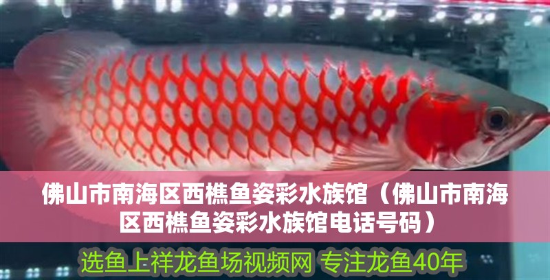 佛山市南海區(qū)西樵魚姿彩水族館（佛山市南海區(qū)西樵魚姿彩水族館電話號碼） 佛山市南海區(qū)西樵魚姿彩水族館（佛山市南海區(qū)西樵魚姿彩水族館電話號碼） 全國水族館企業(yè)名錄 第2張