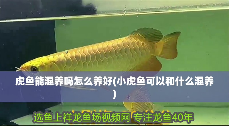 虎魚能混養嗎怎么養好(小虎魚可以和什么混養)