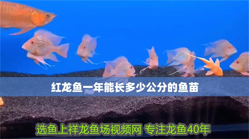 紅龍魚一年能長多少公分的魚苗 紅龍魚一年能長多少公分的魚苗 龍魚百科