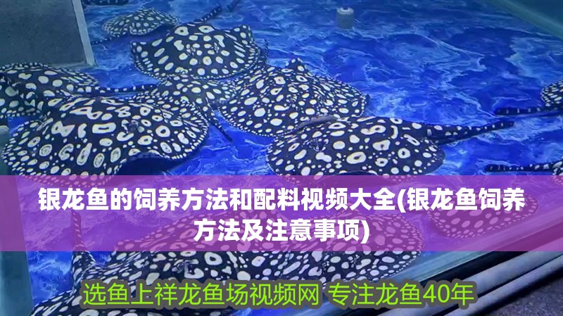 銀龍魚的飼養(yǎng)方法和配料視頻大全(銀龍魚飼養(yǎng)方法及注意事項(xiàng))