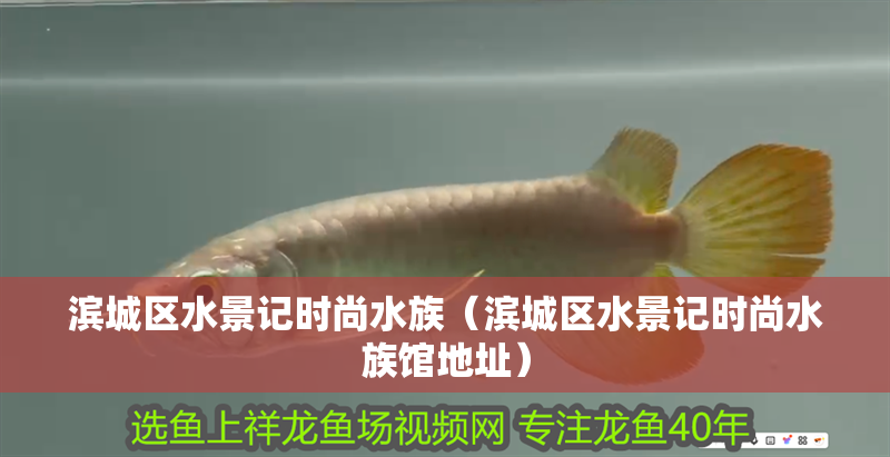 濱城區水景記時尚水族（濱城區水景記時尚水族館地址） 濱城區水景記時尚水族（濱城區水景記時尚水族館地址） 全國水族館企業名錄 第2張