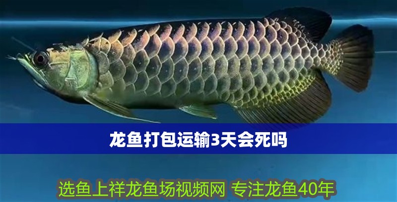 龍魚打包運輸3天會死嗎 龍魚百科 龍魚打包運輸3天會死嗎 龍魚打包運輸3天會死嗎 龍魚百科