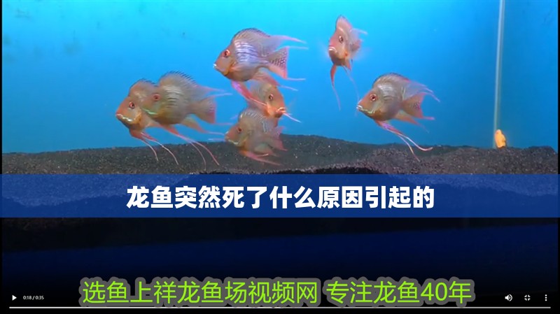 龍魚突然死了什么原因引起的