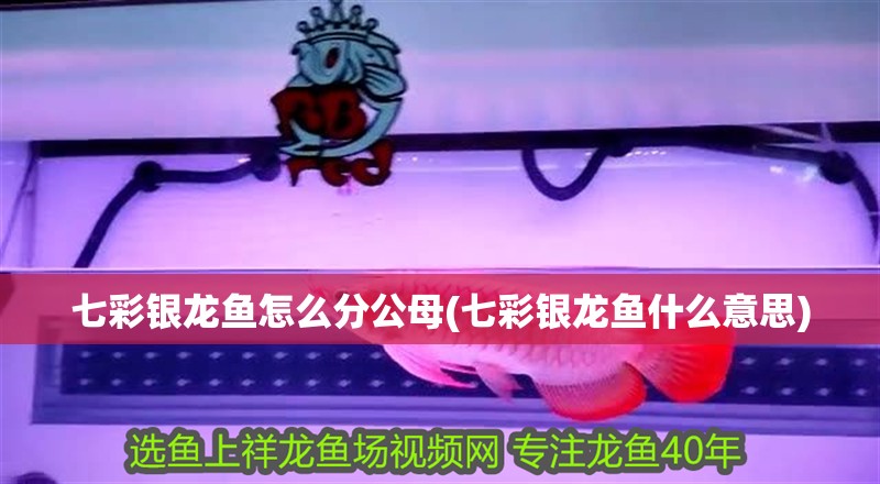 七彩銀龍魚怎么分公母(七彩銀龍魚什么意思) 七彩銀龍魚怎么分公母(七彩銀龍魚什么意思) 銀龍魚百科