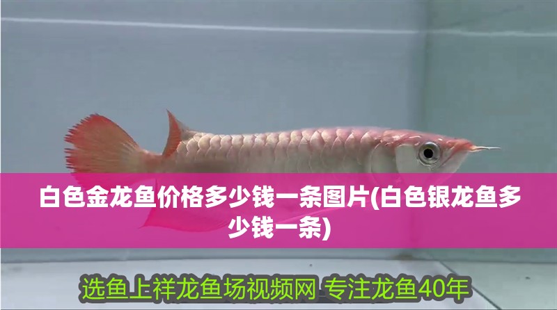 白色金龍魚價格多少錢一條圖片(白色銀龍魚多少錢一條) 白色金龍魚價格多少錢一條圖片(白色銀龍魚多少錢一條) 銀龍魚百科