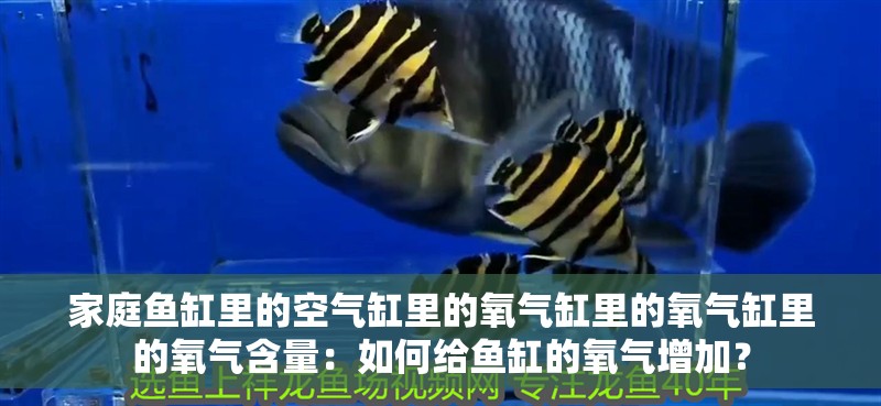 家庭魚缸里的空氣缸里的氧氣缸里的氧氣缸里的氧氣含量：如何給魚缸的氧氣增加？
