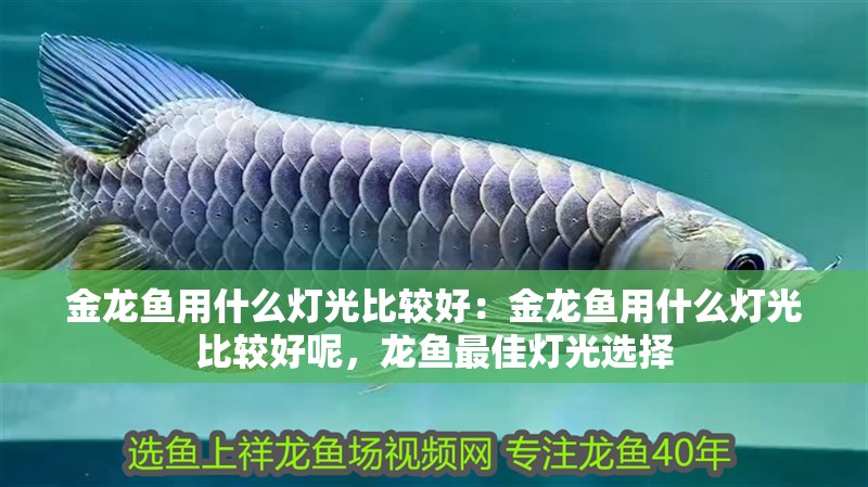金龍魚用什么燈光比較好:金龍魚用什么燈光比較好呢,龍魚最佳燈光選擇 水族問答 金龍魚用什么燈光比較好:金龍魚用什么燈光比較好呢,龍魚最佳燈光選擇 金龍魚用什么燈光比較好:金龍魚用什么燈光比較好呢,龍魚最佳燈光選擇 水族問答