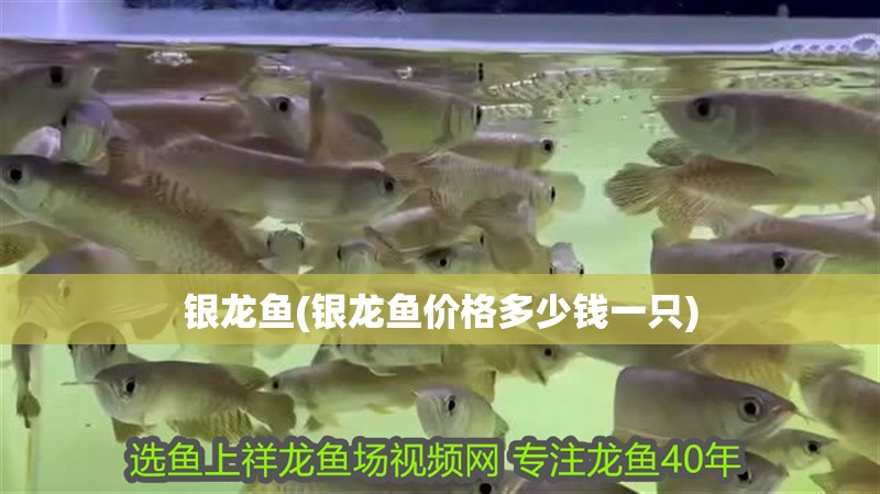 銀龍魚(銀龍魚價格多少錢一只) 銀龍魚(銀龍魚價格多少錢一只) 銀龍魚百科