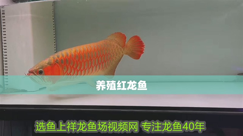養(yǎng)殖紅龍魚