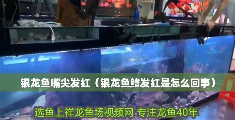 銀龍魚(yú)嘴尖發(fā)紅（銀龍魚(yú)鰭發(fā)紅是怎么回事） 銀龍魚(yú)嘴尖發(fā)紅（銀龍魚(yú)鰭發(fā)紅是怎么回事） 銀龍魚(yú)百科