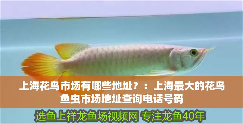 <strong><mark>上海</mark></strong>花鳥市場有哪些地址？：<strong><mark>上海</mark></strong>最大的花鳥魚蟲市場地址查詢電話號碼