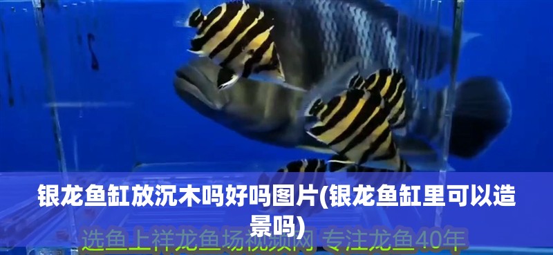 銀龍魚缸放沉木嗎好嗎圖片(銀龍魚缸里可以造景嗎)