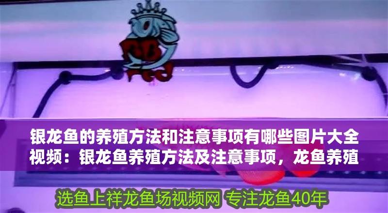 銀龍魚的養殖方法和注意事項有哪些圖片大全視頻：銀龍魚養殖方法及注意事項，龍魚養殖全攻略，方法、注意事項