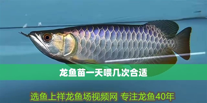 龍魚苗一天喂幾次合適 龍魚苗一天喂幾次合適 龍魚百科