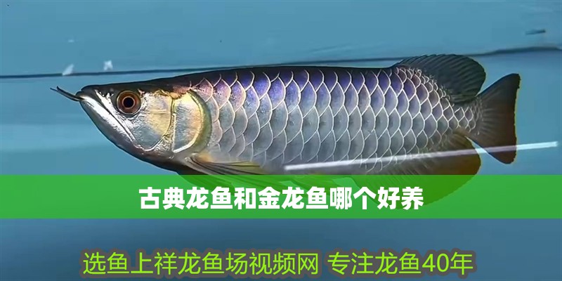 古典龍魚和金龍魚哪個好養