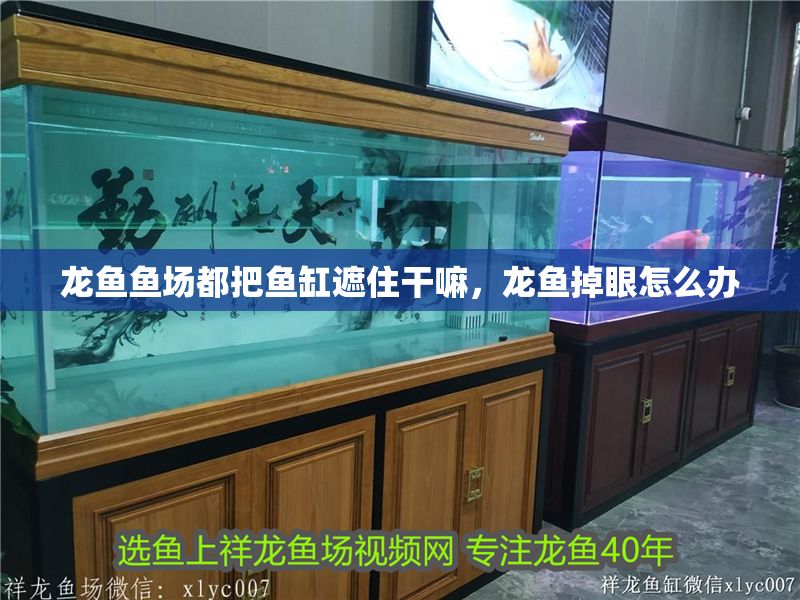 龍魚魚場都把魚缸遮住干嘛，龍魚掉眼怎么辦 龍魚魚場都把魚缸遮住干嘛，龍魚掉眼怎么辦 魚缸百科 第6張