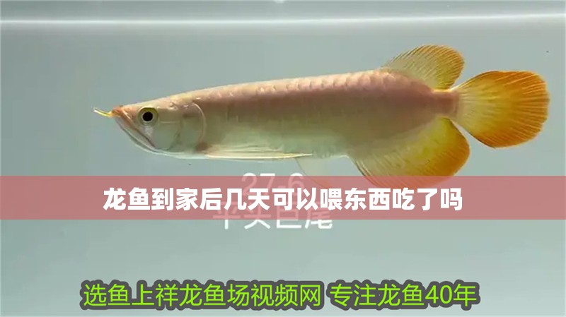 龍魚到家后幾天可以喂東西吃了嗎 龍魚到家后幾天可以喂東西吃了嗎 龍魚百科