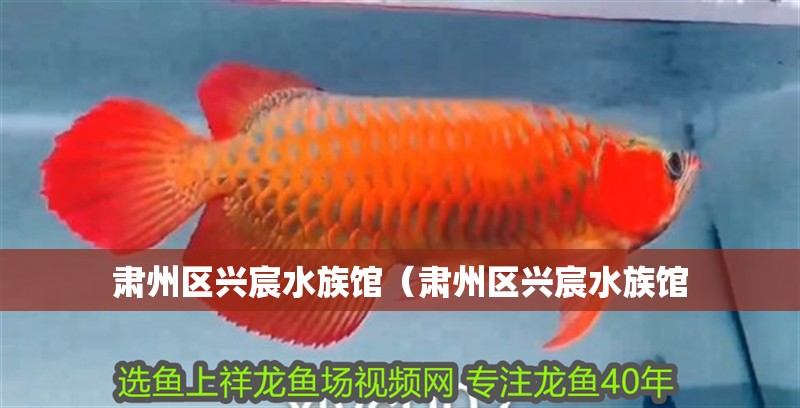 肅州區(qū)興宸水族館（肅州區(qū)興宸水族館 肅州區(qū)興宸水族館（肅州區(qū)興宸水族館 全國(guó)水族館企業(yè)名錄 第2張