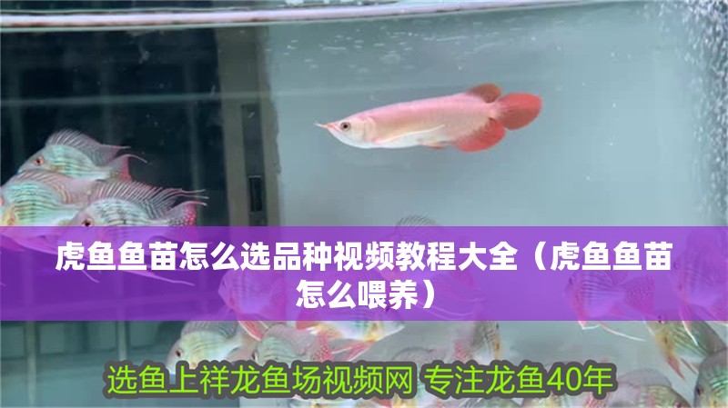 虎魚魚苗怎么選品種視頻教程大全（虎魚魚苗怎么喂養）