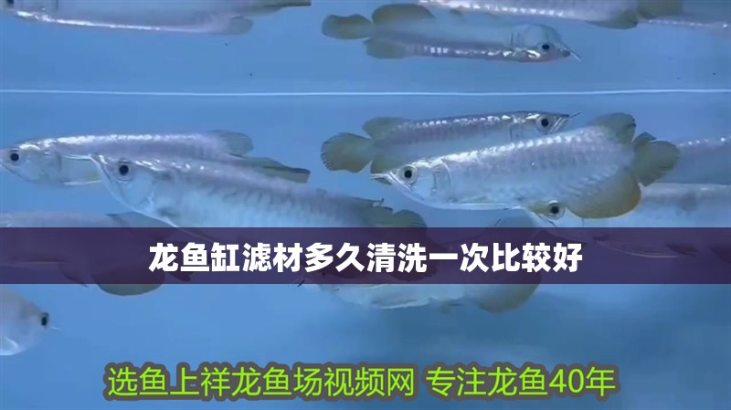 龍魚缸濾材多久清洗一次比較好