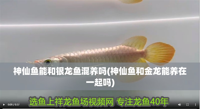 神仙魚能和銀龍魚混養嗎(神仙魚和金龍能養在一起嗎)