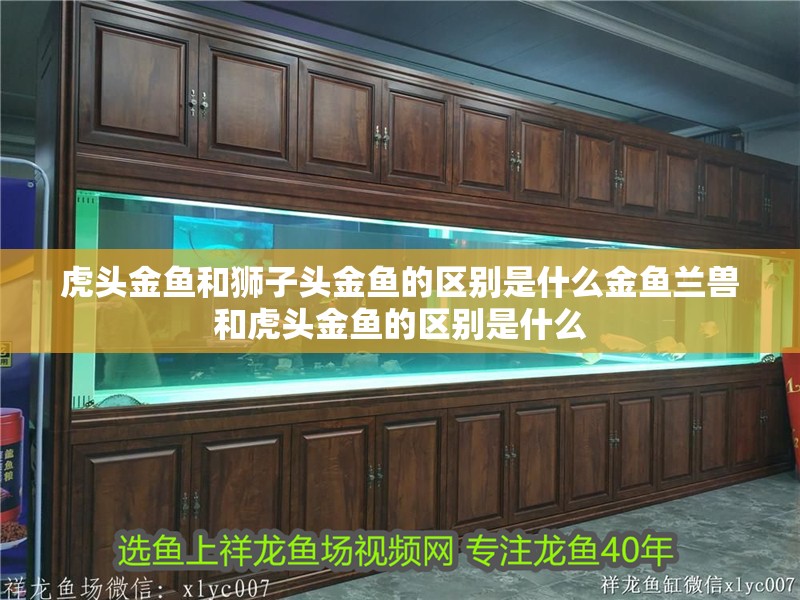 虎頭金魚和獅子頭金魚的區別是什么金魚蘭獸和虎頭金魚的區別是什么