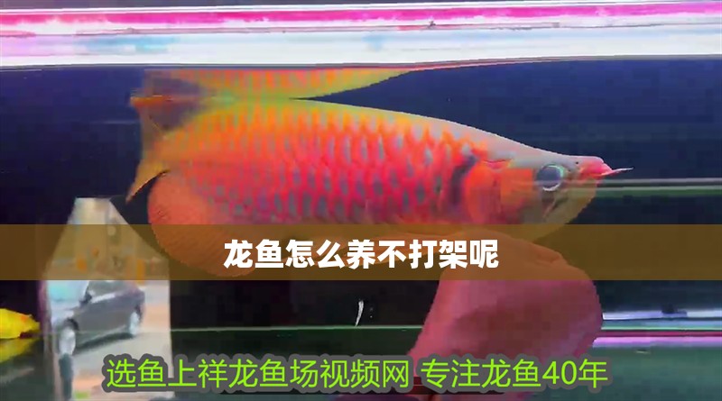 龍魚怎么養不打架呢