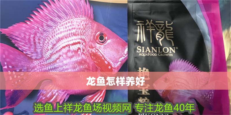 龍魚怎樣養好