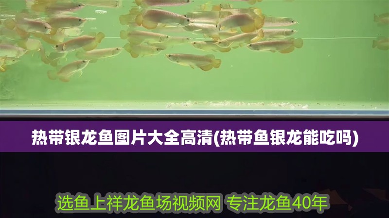 魚缸用增氧泵價格是多少:魚缸增氧機-xtrac增氧機-xtrac增氧機 熱帶銀龍魚圖片大全高清(熱帶魚銀龍能吃嗎) 銀龍魚百科 熱帶銀龍魚圖片大全高清(熱帶魚銀龍能吃嗎) 熱帶銀龍魚圖片大全高清(熱帶魚銀龍能吃嗎) 銀龍魚百科