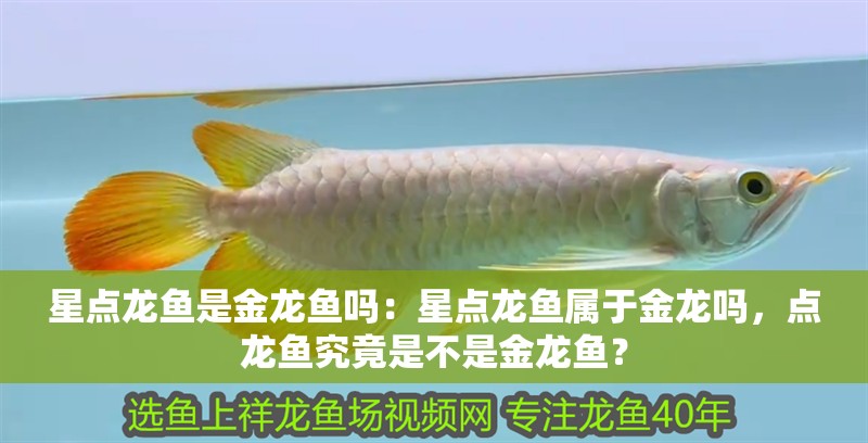 星點龍魚是金龍魚嗎：星點龍魚屬于金龍嗎，點龍魚究竟是不是金龍魚？