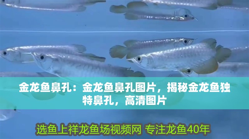 金龍魚鼻孔：金龍魚鼻孔圖片，揭秘金龍魚獨(dú)特鼻孔，高清圖片