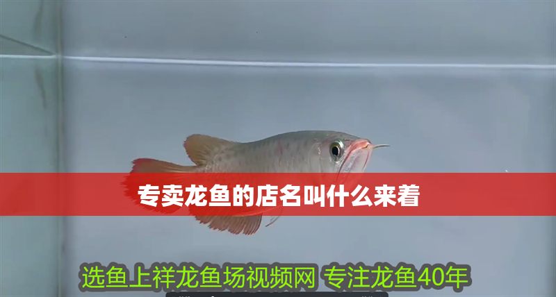 專賣龍魚的店名叫什么來著