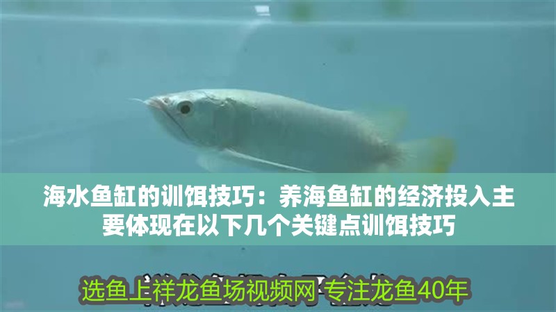 海水魚缸的訓餌技巧：養海魚缸的經濟投入主要體現在以下幾個關鍵點訓餌技巧