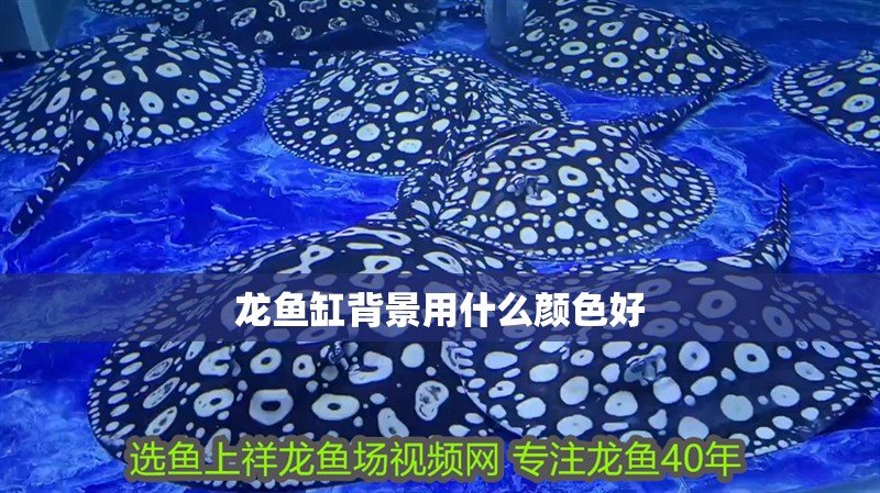 龍魚缸背景用什么顏色好