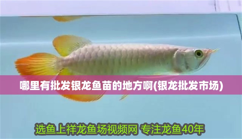 哪里有批發(fā)銀龍魚苗的地方啊(銀龍批發(fā)市場)
