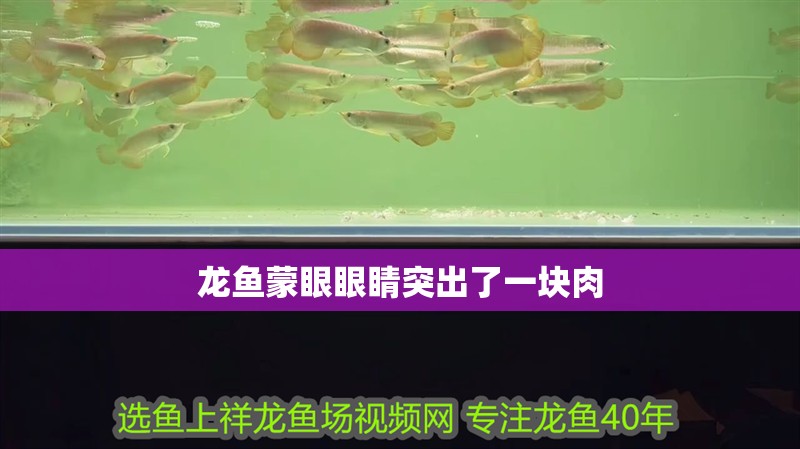 龍魚蒙眼眼睛突出了一塊肉