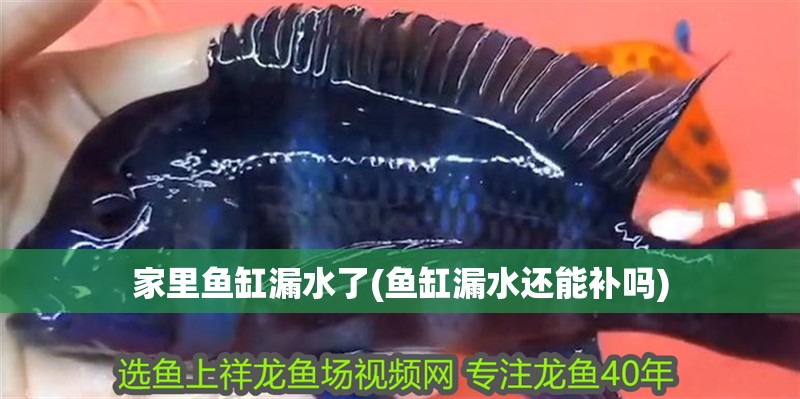 家里魚缸漏水了(魚缸漏水還能補嗎)